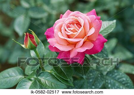 Pink Rose Blooming with Bud View Large Photo Image Stock Photo - Pink Rose Blooming with Bud. Fotosearch