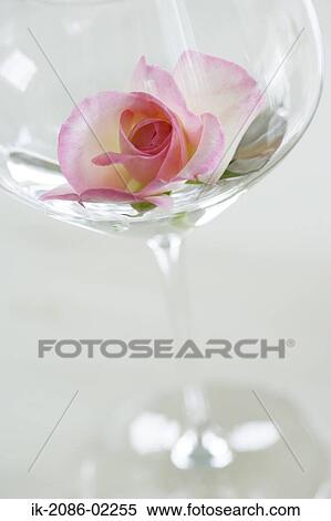 Stock Photography - Pink rose in a vase. Fotosearch