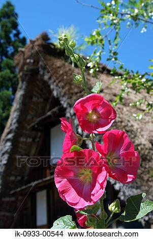 Picture - Pink Rose Mallow Flower Growing Outside of the House . Fotosearch
