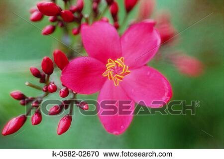 Pink Rose with Bud View Large Photo Image Stock Image - Pink Rose with Bud. Fotosearch