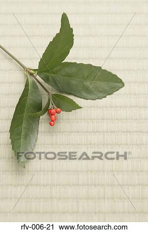 Stock Image - Plant on Tatami. Fotosearch