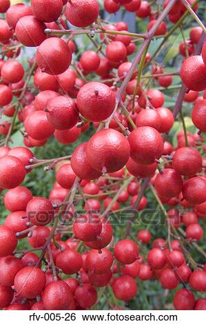 Stock Photograph - Plant. Fotosearch