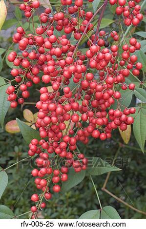 Plant View Large Photo Image Stock Photography - Plant. Fotosearch
