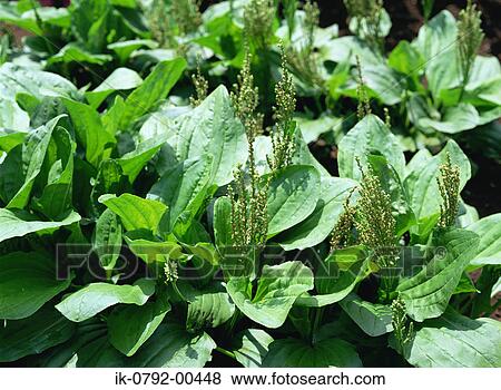 Plantain Growing in Field View Large Photo Image Stock Photo - Plantain Growing in Field. Fotosearch