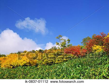 Stock Image - Plants against blue sky. Fotosearch