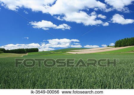 Plants field and grassland against cloudy sky View Large Photo Image Stock Photograph - Plants field and grassland against cloudy sky. Fotosearch
