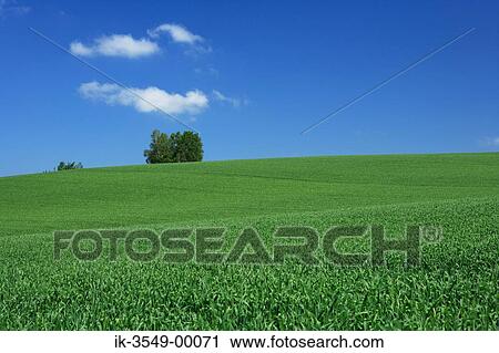 Stock Image - Plants field with grassland against blue sky in countryside. Fotosearch
