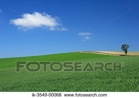 Stock Photo - Plants field with grassland against blue sky. Fotosearch