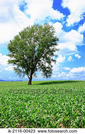 Stock Image - Plants growing in a farmland. Fotosearch