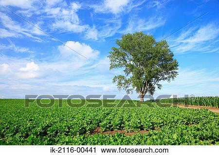 Stock Image - Plants growing in a farmland. Fotosearch