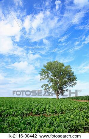 Stock Image - Plants growing in a farmland. Fotosearch
