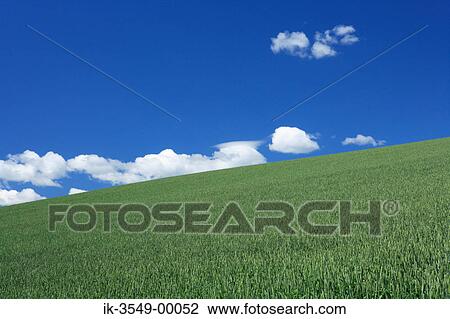 Stock Image - Plants growing in a field against blue sky. Fotosearch