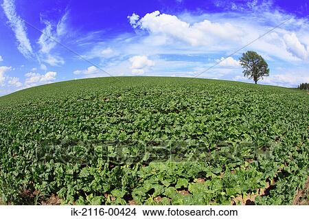 Plants growing in a field View Large Photo Image Picture - Plants growing in a field. Fotosearch