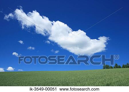 Stock Image - Plants growing in a field. Fotosearch