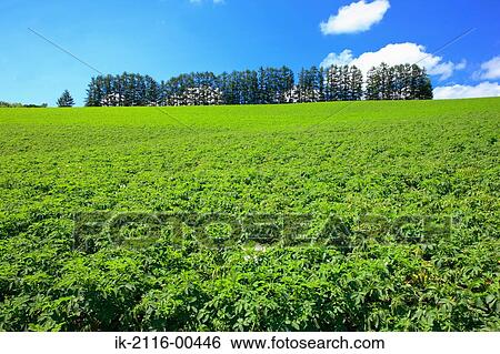 Plants growing in a field View Large Photo Image Stock Photograph - Plants growing in a field. Fotosearch