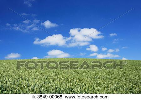 Plants growing in afield View Large Photo Image Stock Photography - Plants growing in afield. Fotosearch