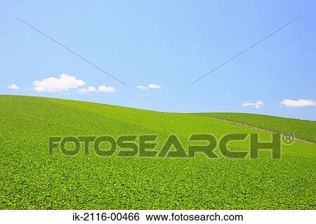 Plants growing in sloping field against blue sky View Large Photo Image Stock Photograph - Plants growing in sloping field against blue sky. Fotosearch
