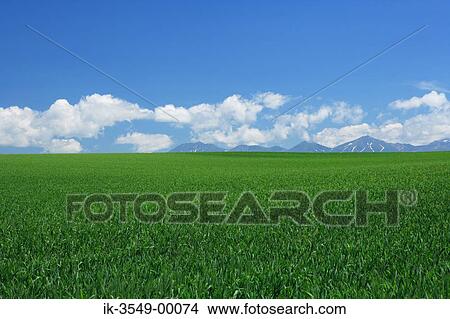 Plants in a field with mountains against cloudy sky View Large Photo Image Picture - Plants in a field with mountains against cloudy sky. Fotosearch