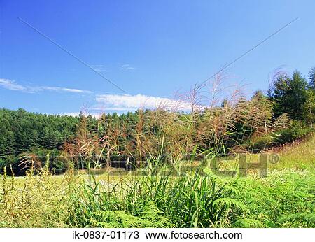 Stock Image - Plants in countryside against blue sky. Fotosearch