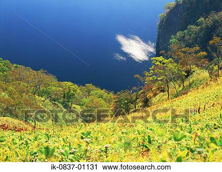 Plants on seaside View Large Photo Image Stock Image - Plants on seaside. Fotosearch