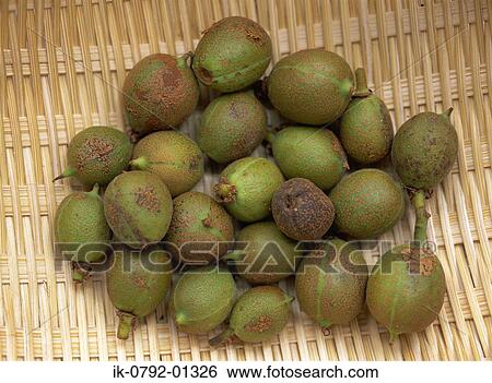 Stock Photograph - Plenty of Horse Chestnuts. Fotosearch