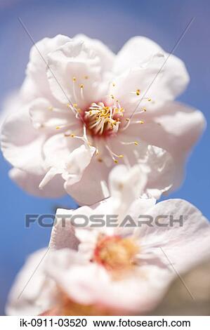 Plum Flowers Blossoms View Large Photo Image Stock Image - Plum Flowers Blossoms. Fotosearch