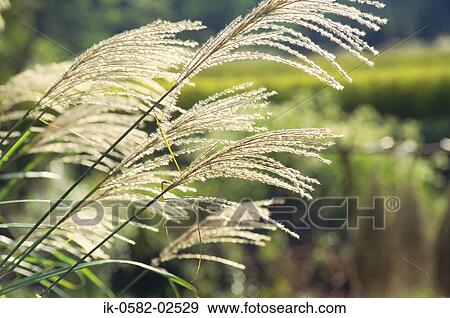 Plumes of Japanese Pampas Grass View Large Photo Image Stock Photo - Plumes of Japanese Pampas Grass. Fotosearch