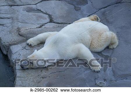 Polar Bear in Royal Prince Zoo View Large Photo Image Stock Image - Polar Bear in Royal Prince Zoo. Fotosearch