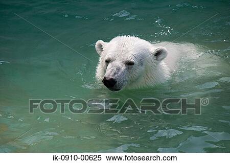 Polar Bear in Water View Large Photo Image Stock Photography - Polar Bear in Water . Fotosearch