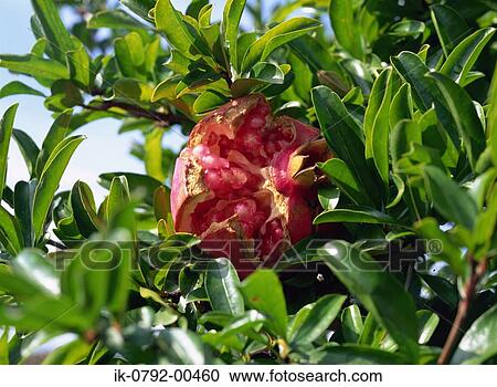 Stock Image - Pomegranate on Tree. Fotosearch