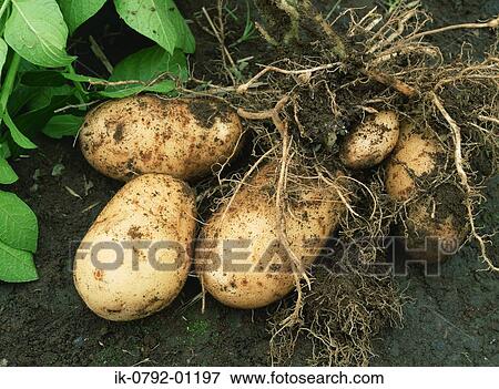 Stock Photo - Potatoes and Roots. Fotosearch