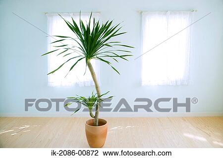 Potted Plant of Palm at Home View Large Photo Image Stock Image - Potted Plant of Palm at Home . Fotosearch