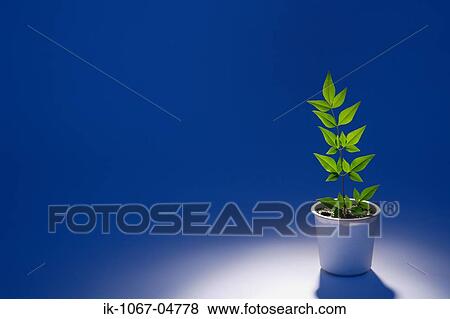 Potted Plant View Large Photo Image Stock Photo - Potted Plant. Fotosearch