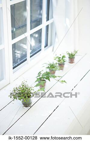 Stock Photo - Potted plants on windowsill. Fotosearch