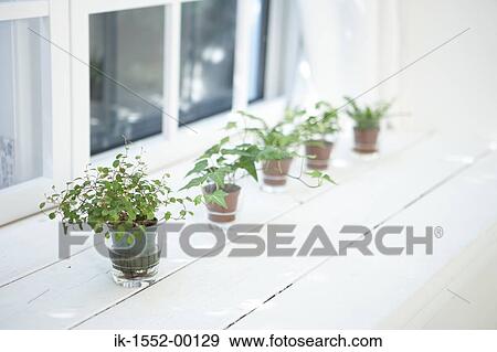 Potted plants on windowsill View Large Photo Image Stock Photo - Potted plants on windowsill. Fotosearch
