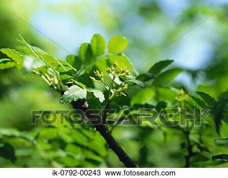 Stock Image - Prickly Ash Leaves and Fruits. Fotosearch