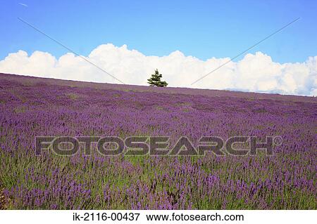 Purple flowers blooming in a field View Large Photo Image Stock Photo - Purple flowers blooming in a field. Fotosearch