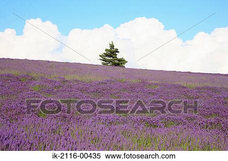 Purple flowers blooming in a field View Large Photo Image Stock Photography - Purple flowers blooming in a field. Fotosearch