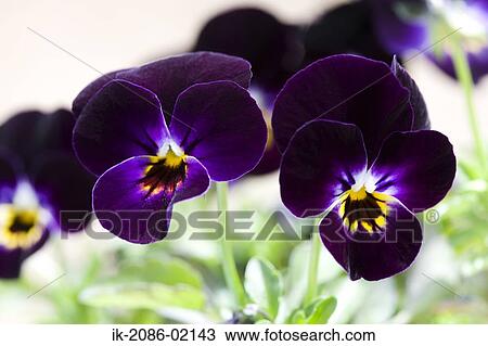 Stock Image - Purple flowers blossoming in garden. Fotosearch
