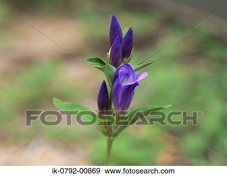 Purple Medicinal Flower View Large Photo Image Stock Photo - Purple Medicinal Flower. Fotosearch