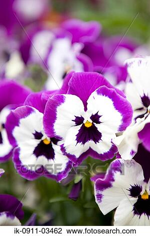 Purplish-Red Pansy Flowers Blooming View Large Photo Image Stock Image - Purplish-Red Pansy Flowers Blooming. Fotosearch