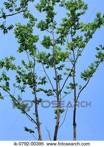 Stock Photography - Quassia Tree against Blue Sky. Fotosearch