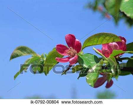 Quince Flower Blooming in Early Spring View Large Photo Image Picture - Quince Flower Blooming in Early Spring. Fotosearch
