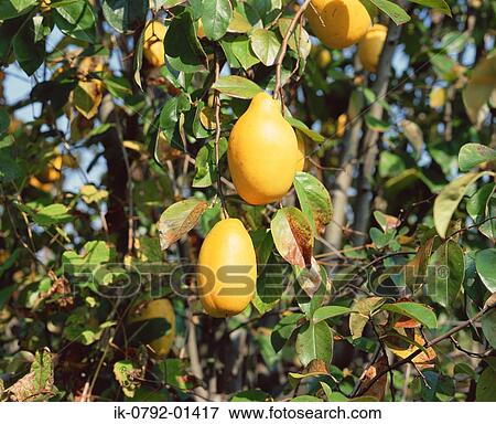 Stock Photo - Quince Fruit Ripening on Tree. Fotosearch