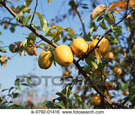 Quince Fruit Ripening on Tree View Large Photo Image Stock Photograph - Quince Fruit Ripening on Tree. Fotosearch