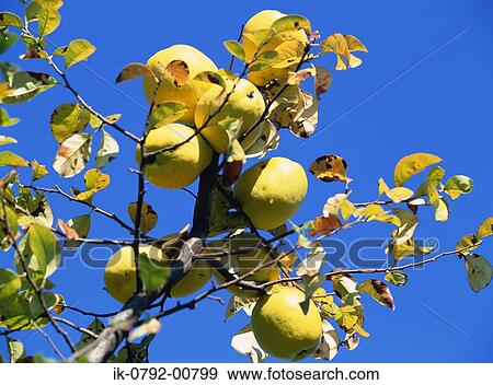 Quinces Hanging on the Tree View Large Photo Image Stock Photo - Quinces Hanging on the Tree. Fotosearch