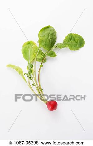 Stock Photo - Radish. Fotosearch