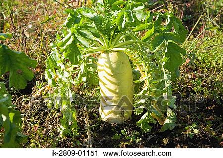 Radish with Green Leaves in Kitashiobara, Japan View Large Photo Image Stock Image - Radish with Green Leaves in Kitashiobara, Japan. Fotosearch