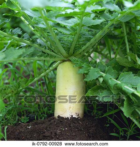 Stock Photo - Radish with Green Leaves. Fotosearch