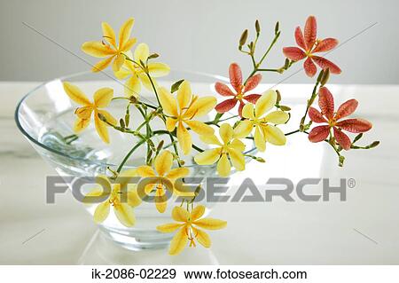Red and yellow lilies in a vase View Large Photo Image Stock Photo - Red and yellow lilies in a vase. Fotosearch